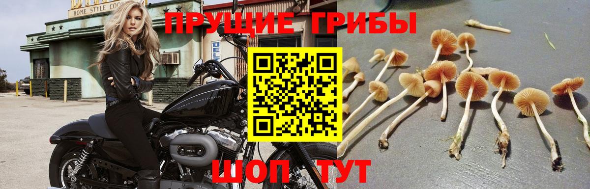 Галлюциногенные грибы Cubensis  Галлюциногенные грибы прущие грибы  Вход с VPN  Междуреченск 
