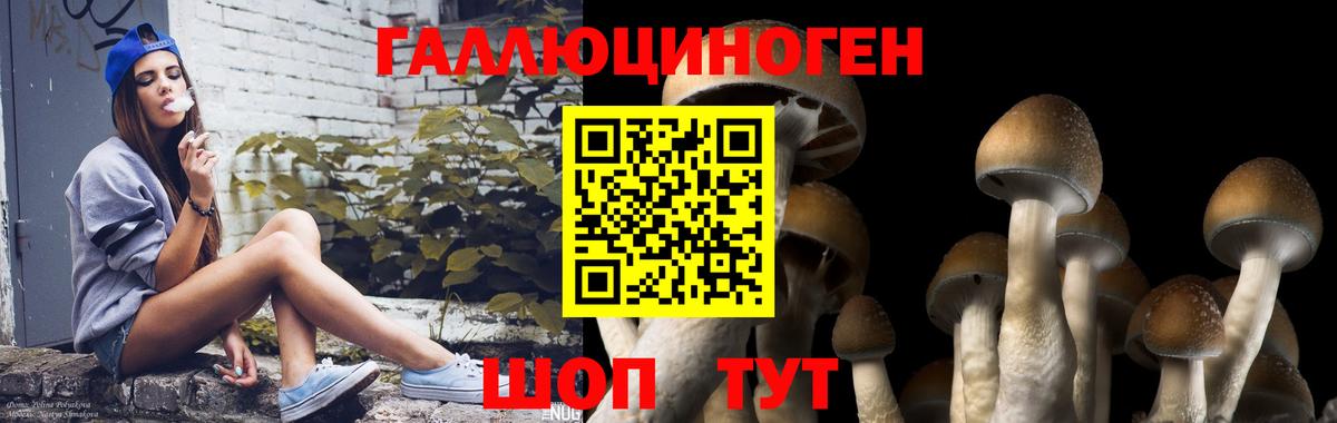 Псилоцибиновые грибы Psilocybine cubensis Междуреченск